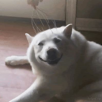 Funny animal gifs - part 243 (10 gifs) | Amazing Creatures