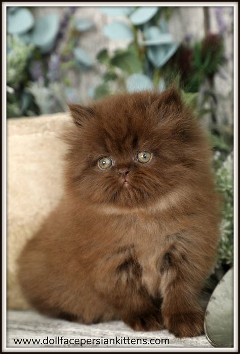 Brown Persian Cat Price In India - Pets Lovers