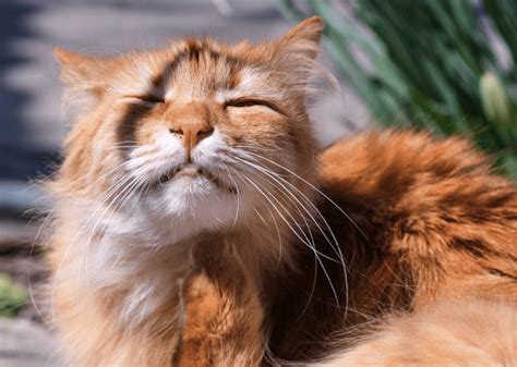 Fluffy Cat Breeds - 17 Of The Most Adorable Fluffy Feline Friends - Animal Corner