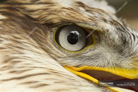 Close-up of eye of ferruginous hawk bird. — close ups, horizontal ...