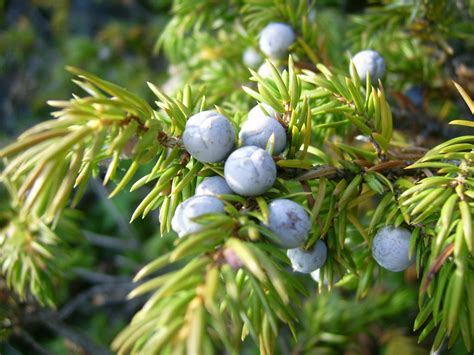 File:Common juniper berries (Mica B).JPG - Wikimedia Commons