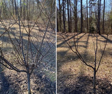 How to Prune Fruit Trees in Arkansas