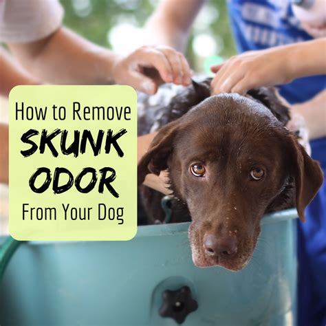 Mythbusters Skunk Smell Removal Recipe | Bryont Blog