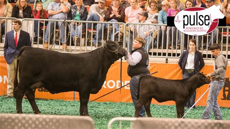 Houston Livestock Show – Brangus Heifer Champions | The Pulse