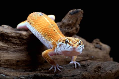 40 Leopard Gecko That Are Cuter Than You Expect - Facts.net