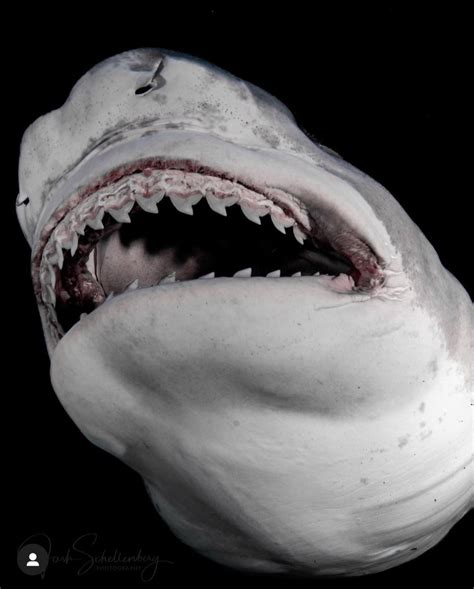 Tiger shark teeth : r/SharkLab