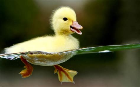 Duckling swimming - Teh Cute