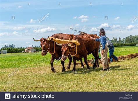 Download this stock image: Team of oxen pulling a plow in the international plowing match. 2019 ...