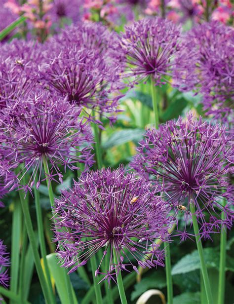 Allium 'Purple Rain' - Tesselaar