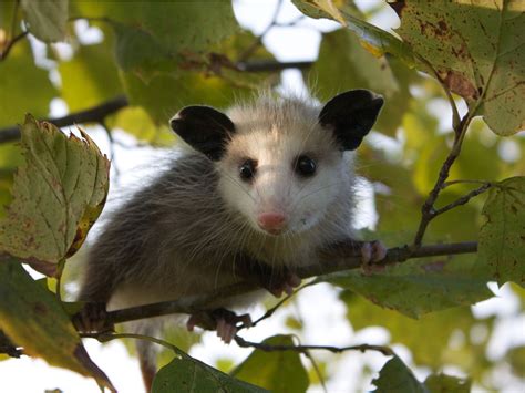 Opossum Facts – The Misunderstood And Helpful Opossum