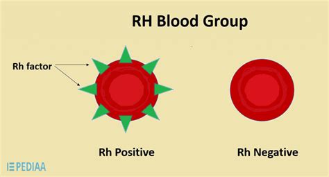 Rh antigen – Exo News