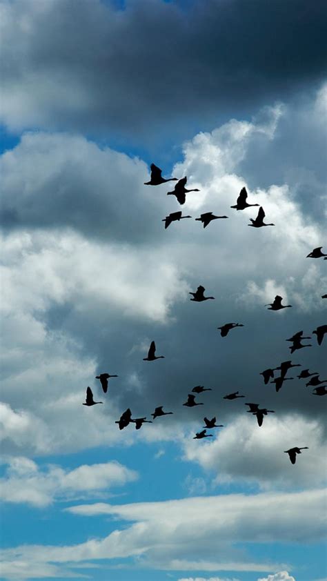 Birds fly on the sky through the clouds - HD wallpaper Wallpaper Download 720x1280