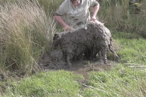 Watch: Teenager hoists muddy sheep out of bog - UPI.com