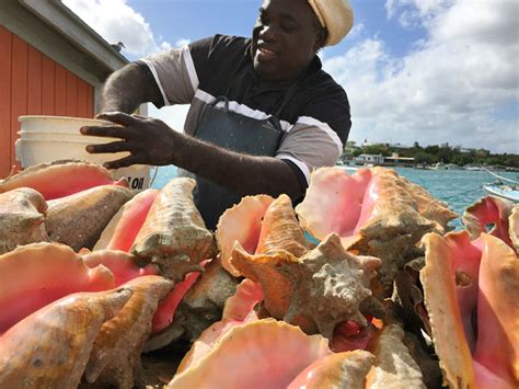 Should You Eat Conch in the Bahamas? - Eat Your World