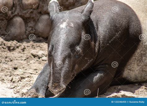 Malayan tapir stock image. Image of adult, mammal, animal - 122246455