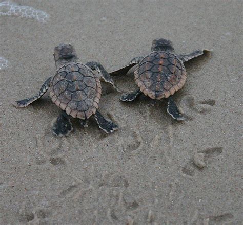 Wildlife Wednesdays – Baby Sea Turtles Hatch at Disney’s Vero Beach ...