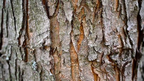 🔥 [40+] Tree Bark Wallpapers | WallpaperSafari