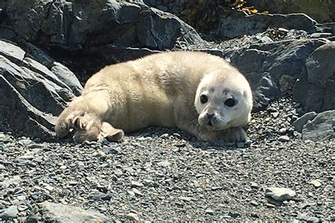 Share the Shore: Harbor Seal Pups | NOAA Fisheries