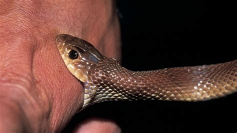 Snake Bite Envenomation – the Public Health Problem That Is Also a ...