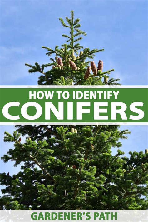 The Best Pine, Fir, and Spruce Identification Guide | Gardener’s Path