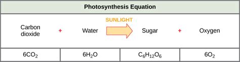 Reading: Introduction to Photosynthesis | Biology (Early Release)