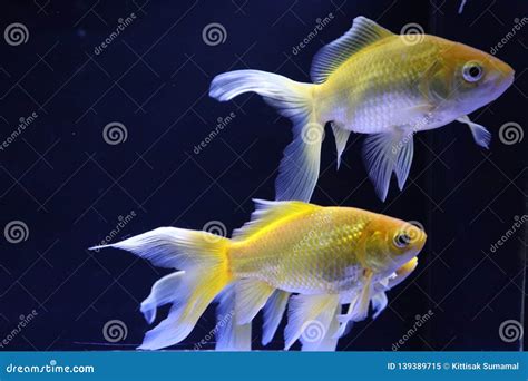 Few yellow goldfish stock image. Image of freshwater - 139389715