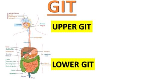 Upper Gastrointestinal Tract Diagram