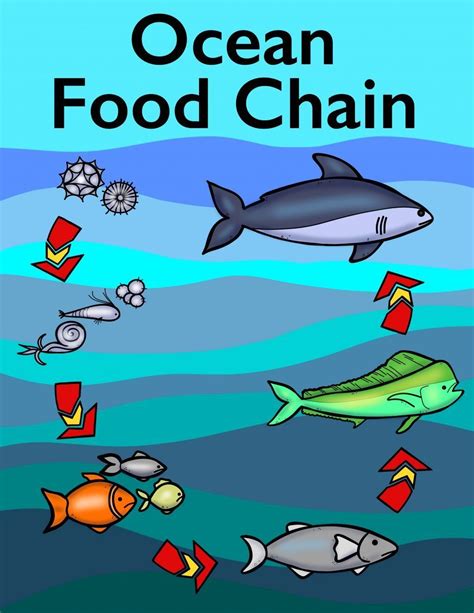 Ocean Food Chain For Kids