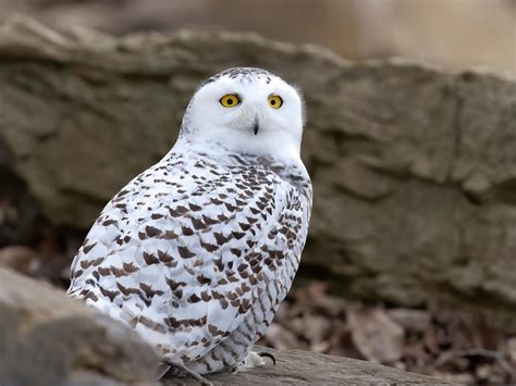 Snowy Owl Migration (Everything Explained) | Birdfact