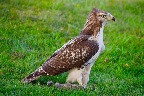 6 Common Species of Hawks in Georgia