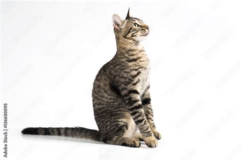 attentive cat sitting down on a side view on a whote background Stock Photo | Adobe Stock