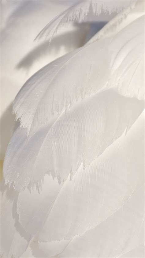 Download wallpaper 2160x3840 white feathers, swan, close up, 2160p, sony xperia z5 premium dual ...