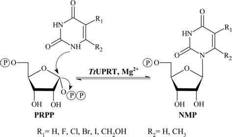 Enzymatic production of pyrimidine nucleoside-5′-monophosphate analogs... | Download Scientific ...