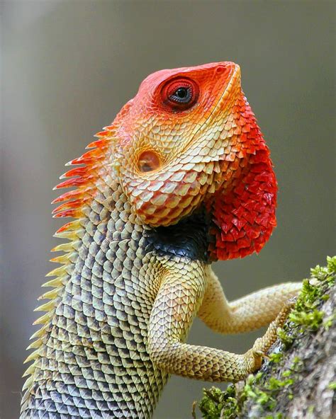 Oriental Garden Lizard Facts