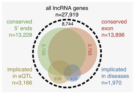 Comprehensive Atlas of Long Noncoding RNAs Yields Surprising New Role ...