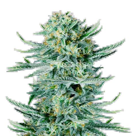 Blue Dream Feminized Seeds - WeedSeedsExpress