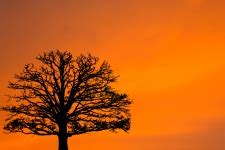 Tree Silhouette In Nature Free Stock Photo - Public Domain Pictures