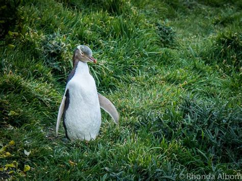 Rare Yellow-Eyed Penguins at Katiki Point Lighthouse in NZ