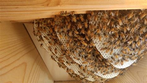 2276 best Bee Hive images on Pholder | Beekeeping, Bee Swarm Simulator and Bees