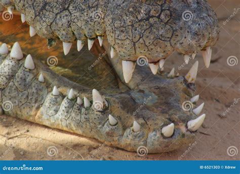 Crocodile Teeth Stock Photos - Image: 6521303