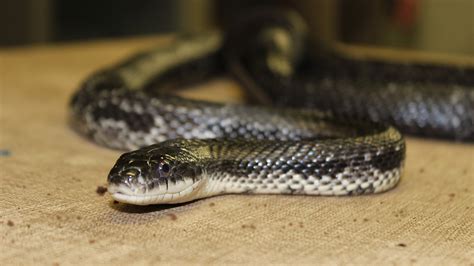 Western Rat Snake - Elmwood Park Zoo