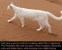 Fat Cat Walking GIFs | Tenor