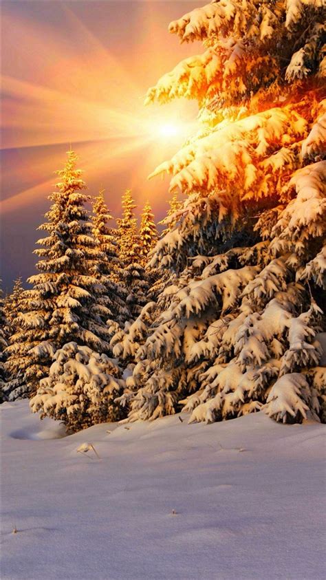 Snowy Pine Trees Sunshine iPhone 8 Wallpapers Free Download