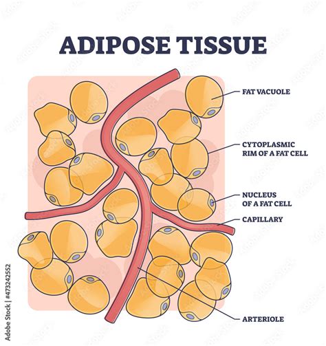 Adipose Tissue Labeled Diagram | The Best Porn Website