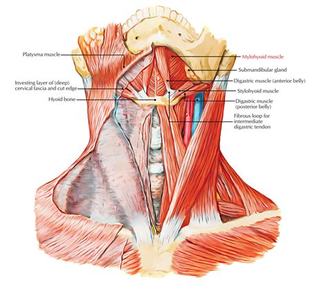 Mylohyoid Muscle (Mylohyoideus Muscle) – Earth's Lab