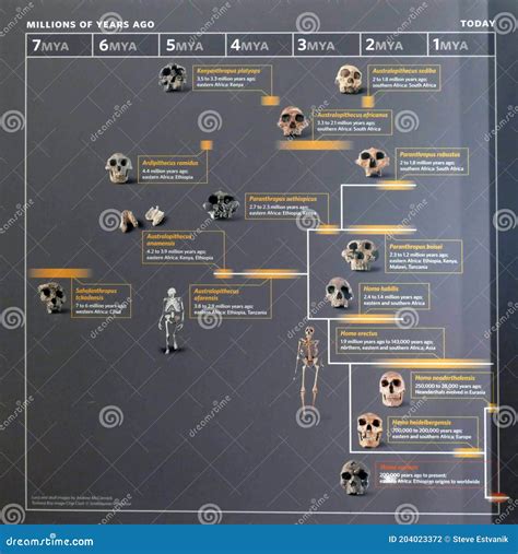 Human Evolution Family Tree Chart