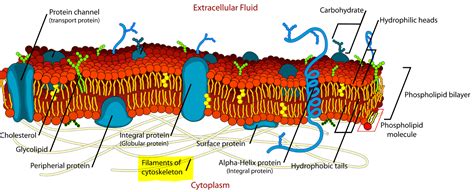 Cytoskeleton — Structure & Function - Expii