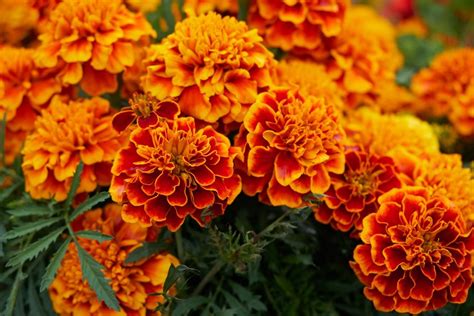 Growing Marigolds – Planting & Caring for Marigold Flowers | Garden Design