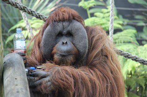 Small Animal Talk: Orang-utans enjoy a winter cuppa