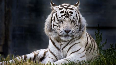 White Tiger Backgrounds Free Download